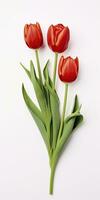 AI generated Red tulips isolated on white background. AI Generated photo