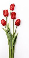 AI generated Red tulips isolated on white background. AI Generated photo