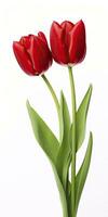 AI generated Red tulips isolated on white background. AI Generated photo