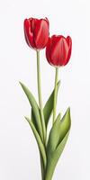 AI generated Red tulips isolated on white background. AI Generated photo