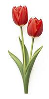 AI generated Red tulips isolated on white background. AI Generated photo