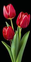 AI generated Red tulips isolated on black background. AI Generated photo