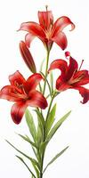 AI generated Red Lilies isolated on white background. AI Generated photo