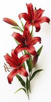 AI generated Red Lilies isolated on white background. AI Generated photo