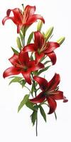 AI generated Red Lilies isolated on white background. AI Generated photo