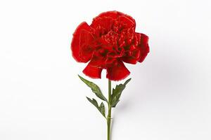 AI generated Red Carnation isolated on white background. AI Generated photo
