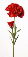 AI generated Red Carnation isolated on white background. AI Generated photo