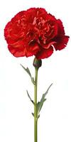 AI generated Red Carnation isolated on white background. AI Generated photo