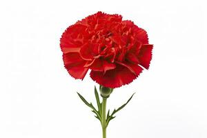 AI generated Red Carnation isolated on white background. AI Generated photo