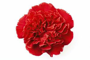 AI generated Red Carnation isolated on white background. AI Generated photo