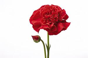 AI generated Red Carnation isolated on white background. AI Generated photo