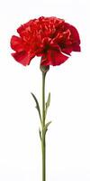 AI generated Red Carnation isolated on white background. AI Generated photo