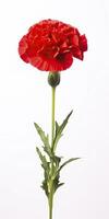 AI generated Red Carnation isolated on white background. AI Generated photo