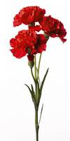 AI generated Red Carnation isolated on white background. AI Generated photo