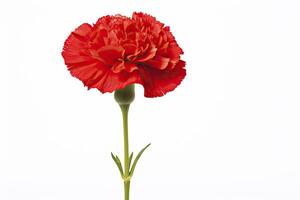 AI generated Red Carnation isolated on white background. AI Generated photo