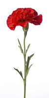 AI generated Red Carnation isolated on white background. AI Generated photo