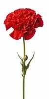 AI generated Red Carnation isolated on white background. AI Generated photo