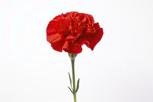 AI generated Red Carnation isolated on white background. AI Generated photo