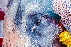 close up of an elephant's eye photo