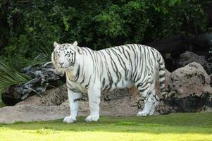 a white tiger standing in the grass near rocks photo