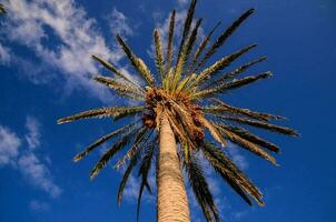 un alto palma árbol en contra un azul cielo foto