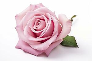 AI generated Pink rose isolated on white background. AI Generated photo