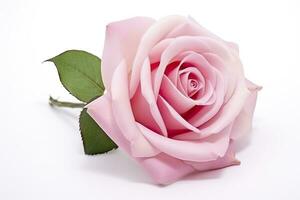 AI generated Pink rose isolated on white background. AI Generated photo