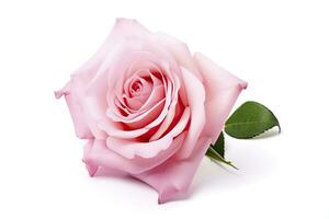 AI generated Pink rose isolated on white background. AI Generated photo