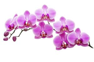 AI generated Pink Orchid isolated on white background. AI Generated photo