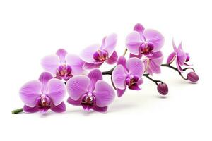 ai generado rosado orquídea aislado en blanco antecedentes. ai generado foto
