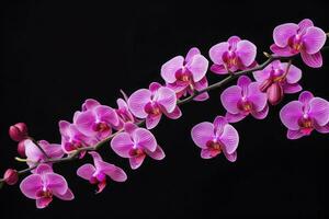 AI generated Pink Orchid isolated on black  background. AI Generated photo