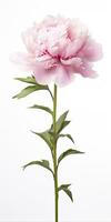 AI generated Peony isolated on white background. AI Generated photo