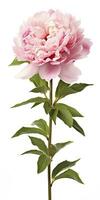 AI generated Peony isolated on white background. AI Generated photo