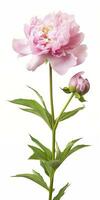 AI generated Peony isolated on white background. AI Generated photo