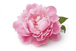 AI generated Peony isolated on white background. AI Generated photo