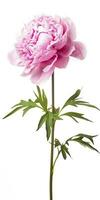 AI generated Peony isolated on white background. AI Generated photo