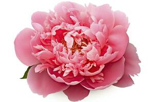 AI generated Peony isolated on white background. AI Generated photo