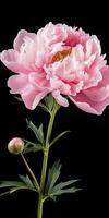 AI generated Peony isolated on black  background. AI Generated photo