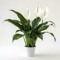 AI generated Peace Lily on a plain white background. AI Generated photo