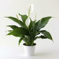 AI generated Peace Lily on a plain white background. AI Generated photo