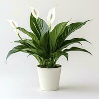 AI generated Peace Lily on a plain white background. AI Generated photo