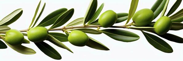 AI generated Olive tree branch, green olives and leaves on white background. AI Generated. photo