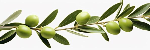 ai generado aceituna árbol rama, verde aceitunas y hojas en blanco antecedentes. ai generado. foto