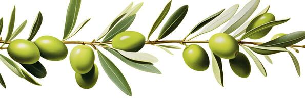 ai generado aceituna árbol rama, verde aceitunas y hojas en blanco antecedentes. ai generado. foto