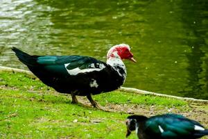 two ducks standing near a pond in a park photo