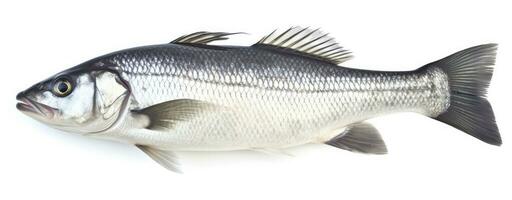 AI generated One fresh sea bass fish isolated on white background. AI Generated. photo