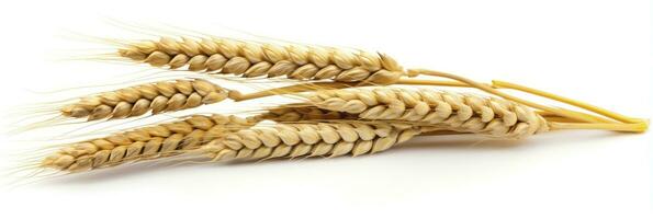 AI generated Wheat ears isolated on white background. AI Generated. photo