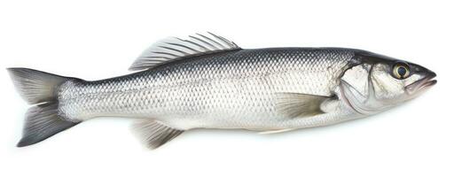 AI generated One fresh sea bass fish isolated on white background. AI Generated. photo