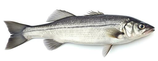 AI generated One fresh sea bass fish isolated on white background. AI Generated. photo