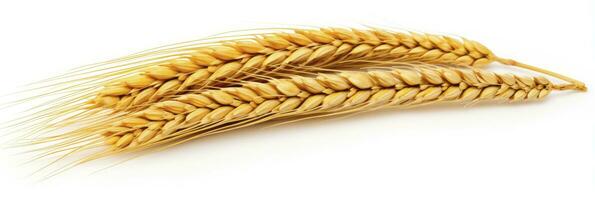 AI generated Wheat ears isolated on white background. AI Generated. photo